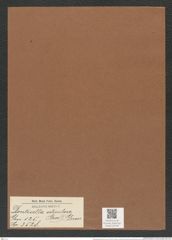 Denticella seticulosa (Grev.) Grun. (de-Toni-Nr.: Genus 125, Species 3528) Zeichnungen Sammlung Grunow Mappe 03709 (Herbarium_W_Grunow_drawings_Folder_03709)
